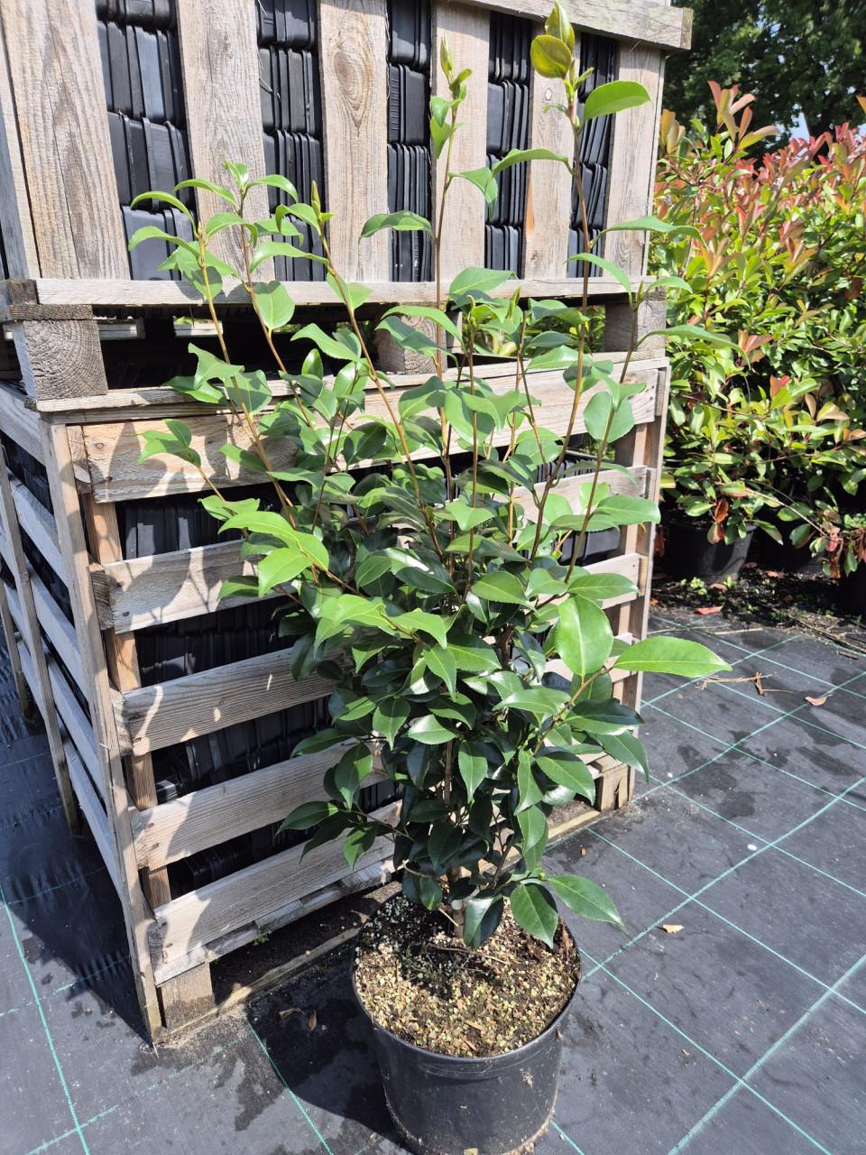 Camelia 'Mary Williams' 80-100 cm