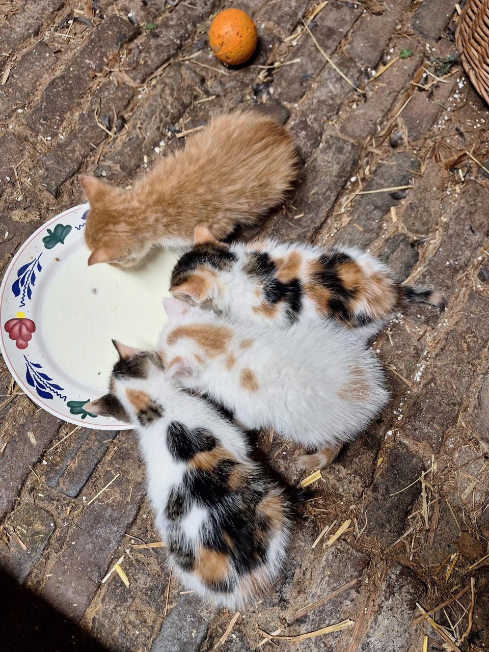 Lieve aanhankelijke kittens