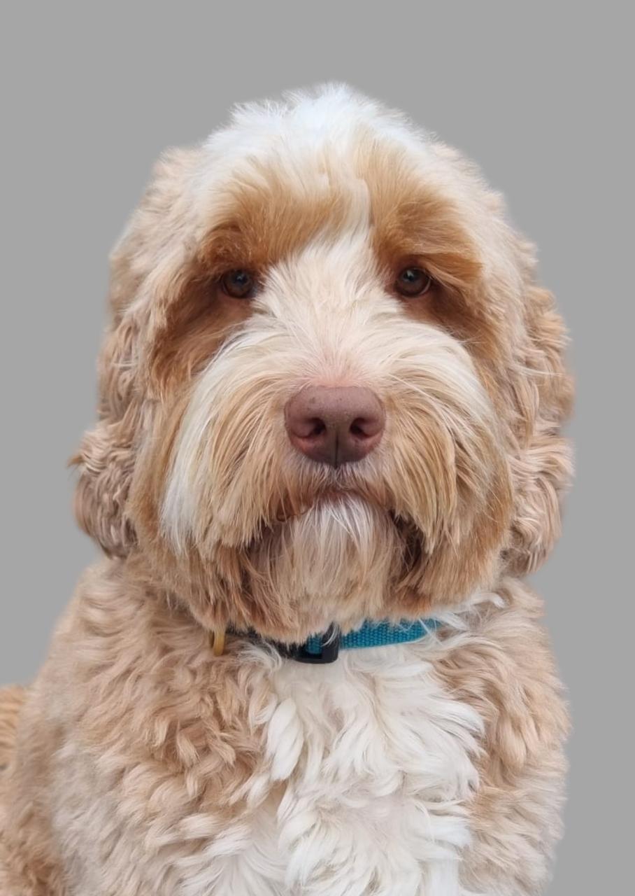 Portret van je favoriete huisdier - KENNISMAKINGSTARIEF FEBRUARI!!