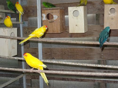 Te koop koppel Katharina parkieten broedrijp