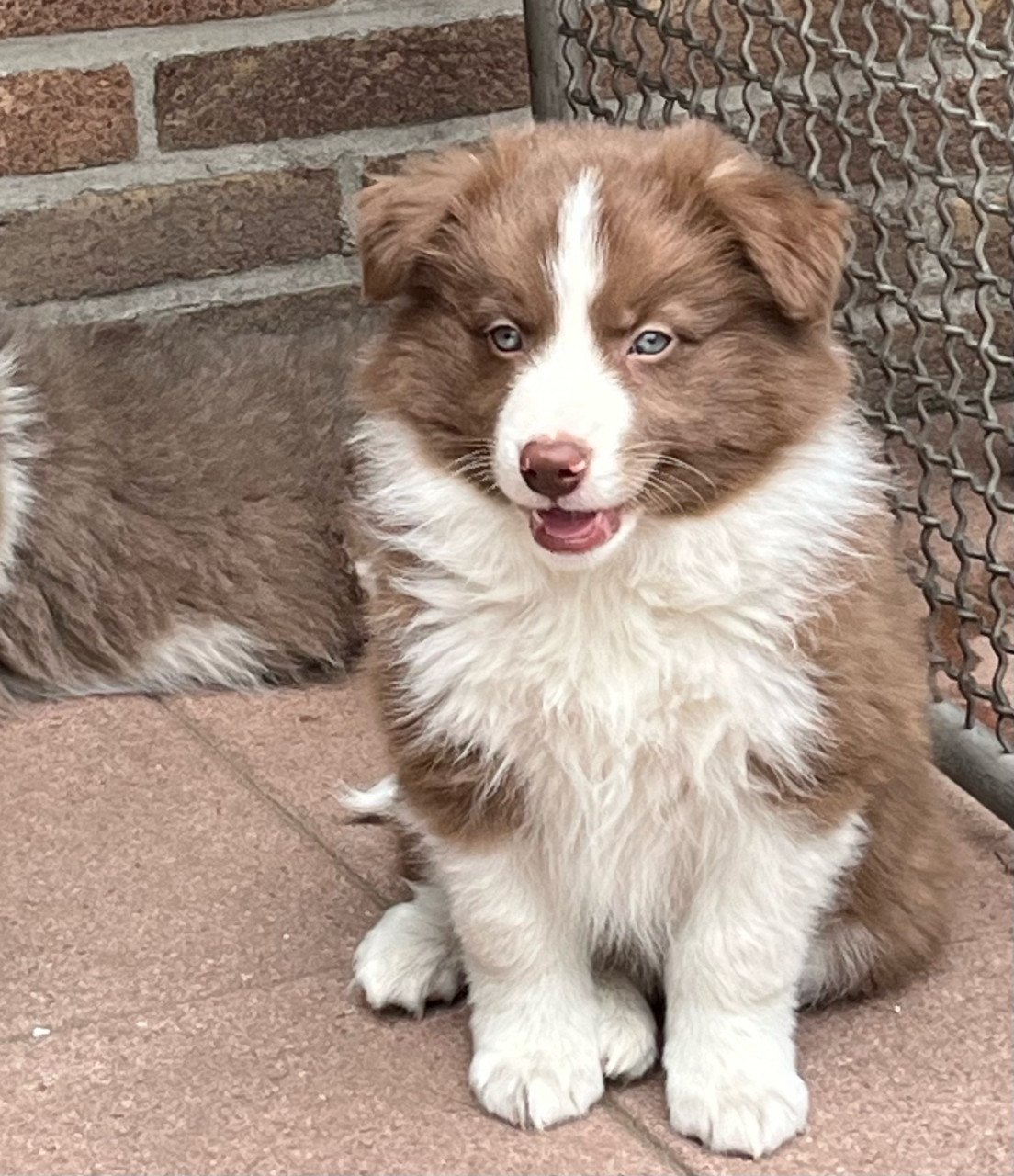 Border collie puppies