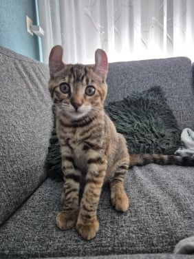 Kitten
