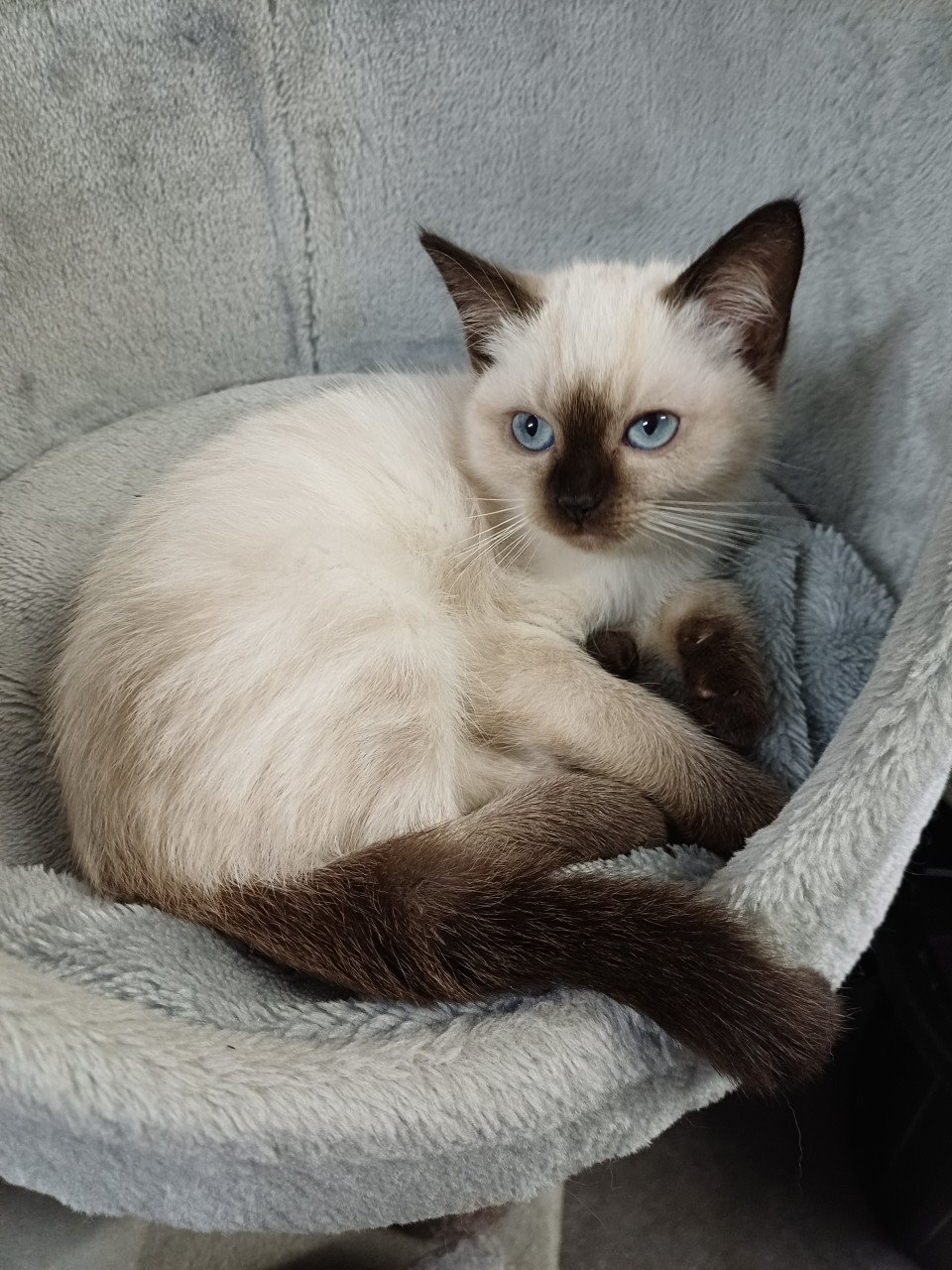 Super mooi Brits Korthaar x Ragdoll kitten