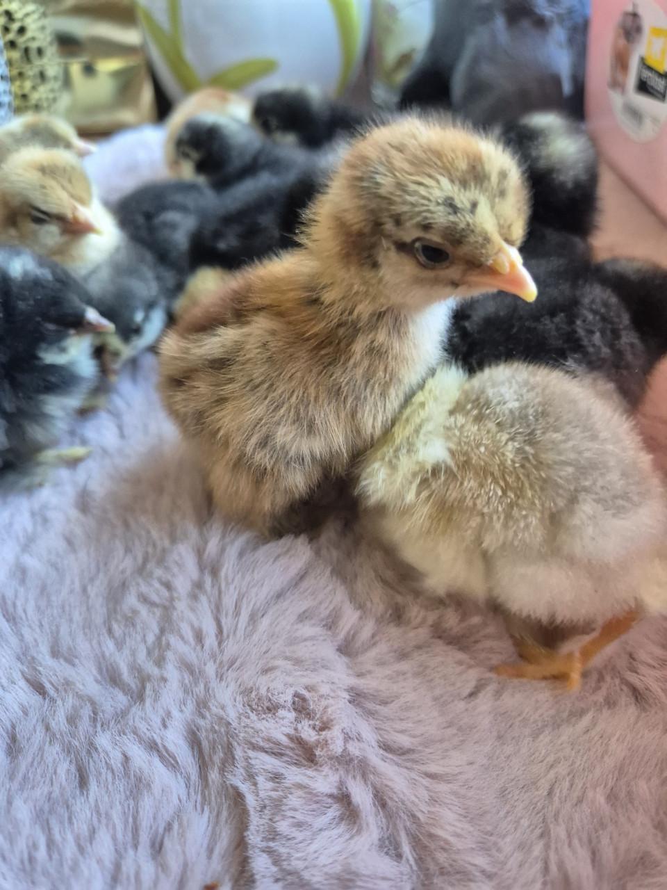 Cochin kuikens kans op krul