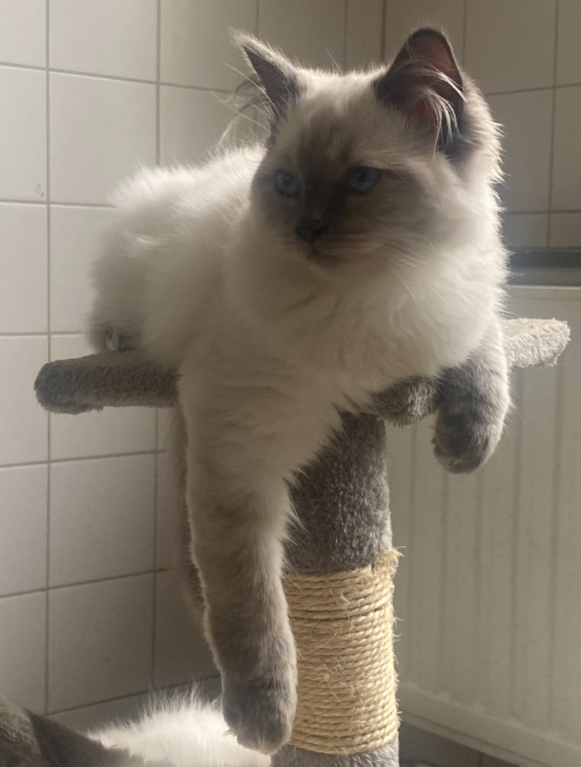 Ragdoll kitten poes