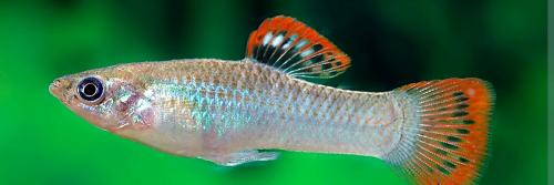 Poecilia Salvatoris levendbarende