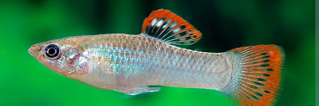 Poecilia Salvatoris levendbarende