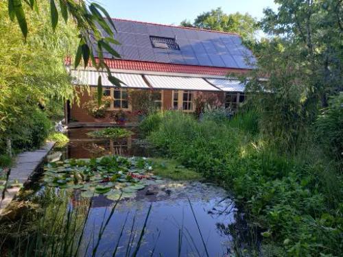 Water/moerasplanten