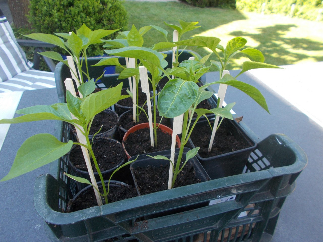 PAPRIKA plantjes