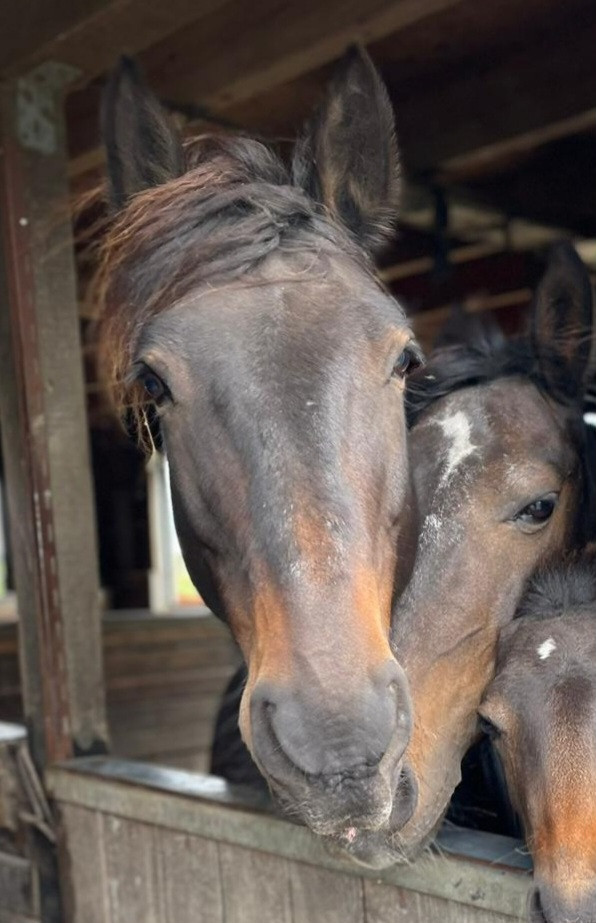 Irish Sport Horse te koop