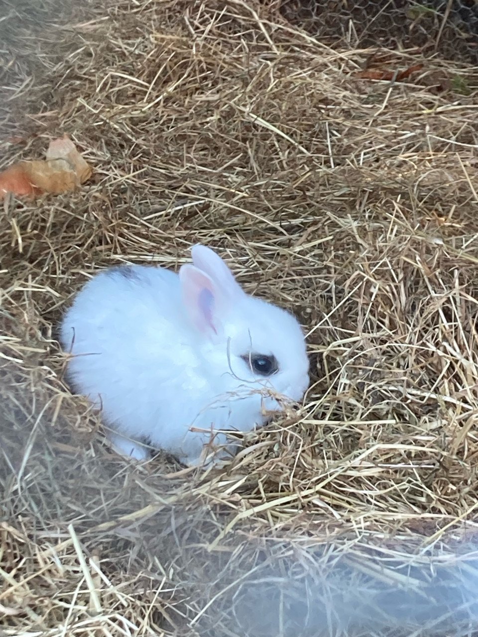 Lieve konijntjes