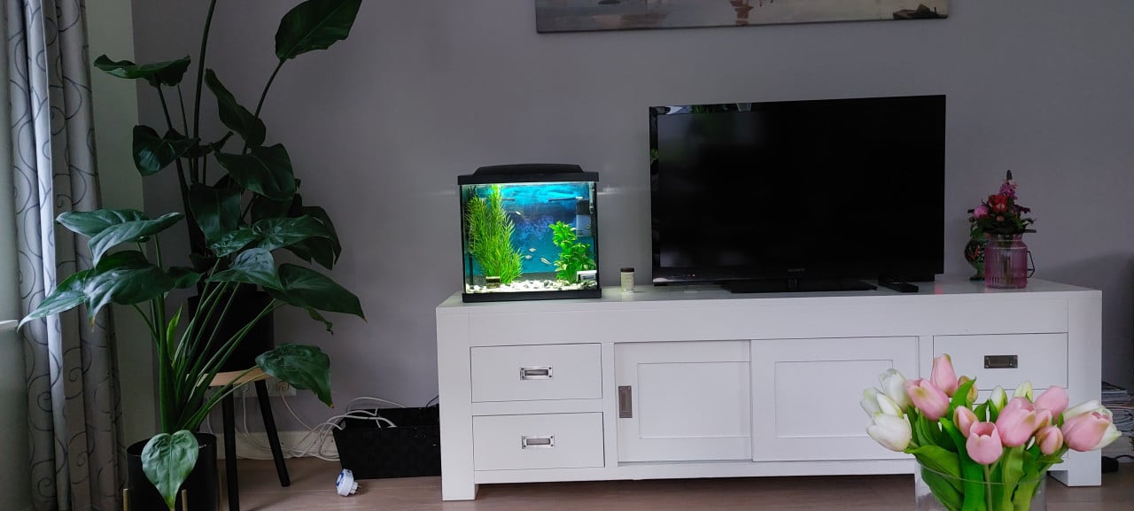 Leuk aquarium met vier visjes en accessoires
