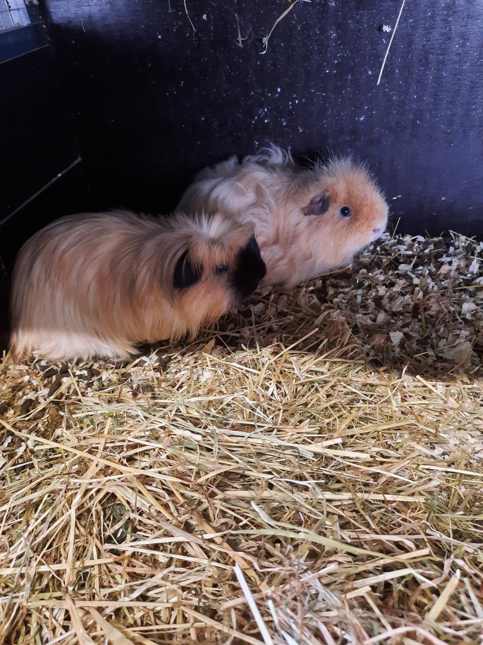 Ruime keuze cavia's
