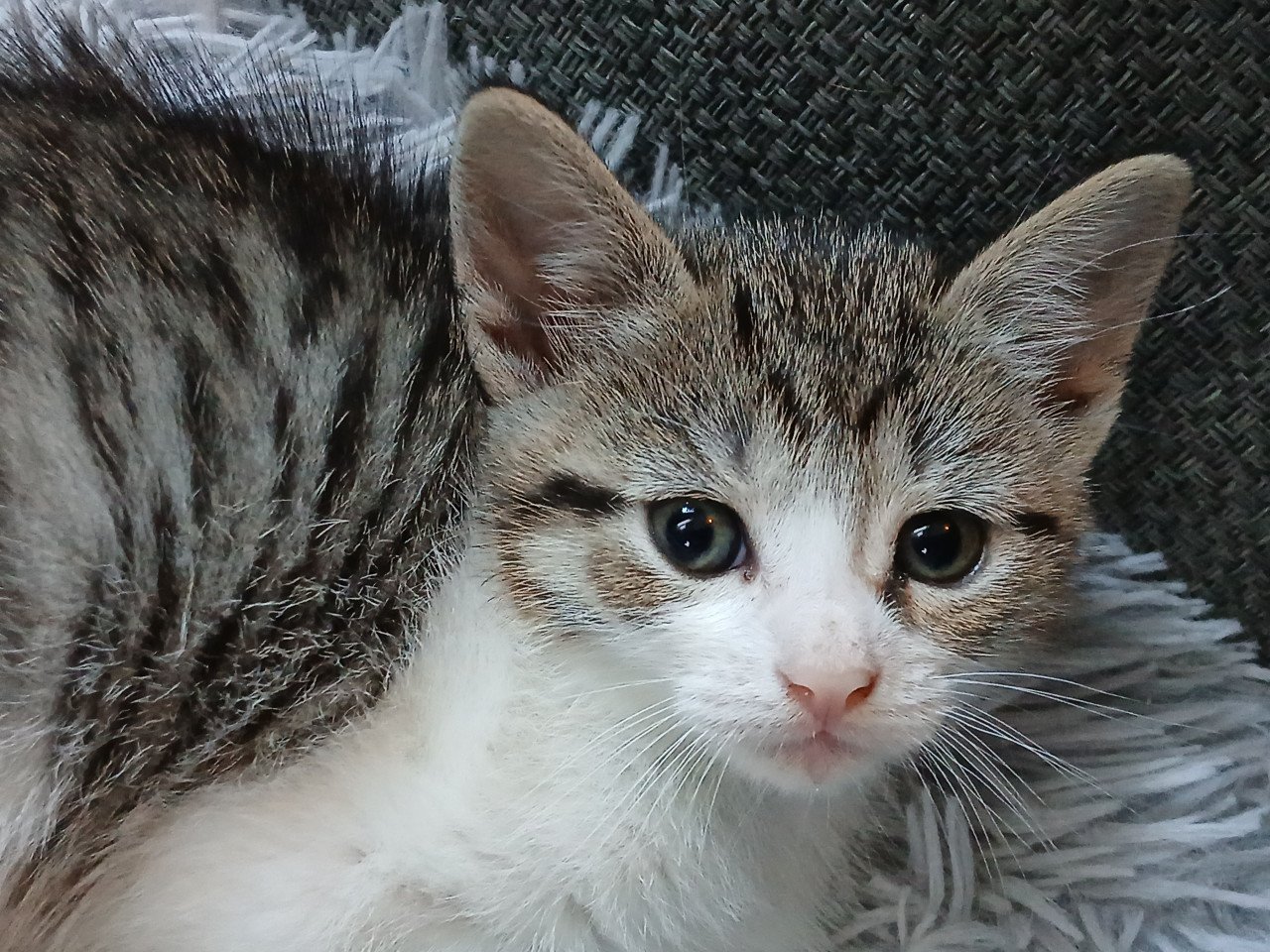 Gratis kittens