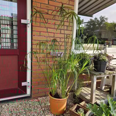 Grote parapluplant