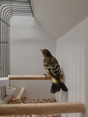 Zwartkop sijs man