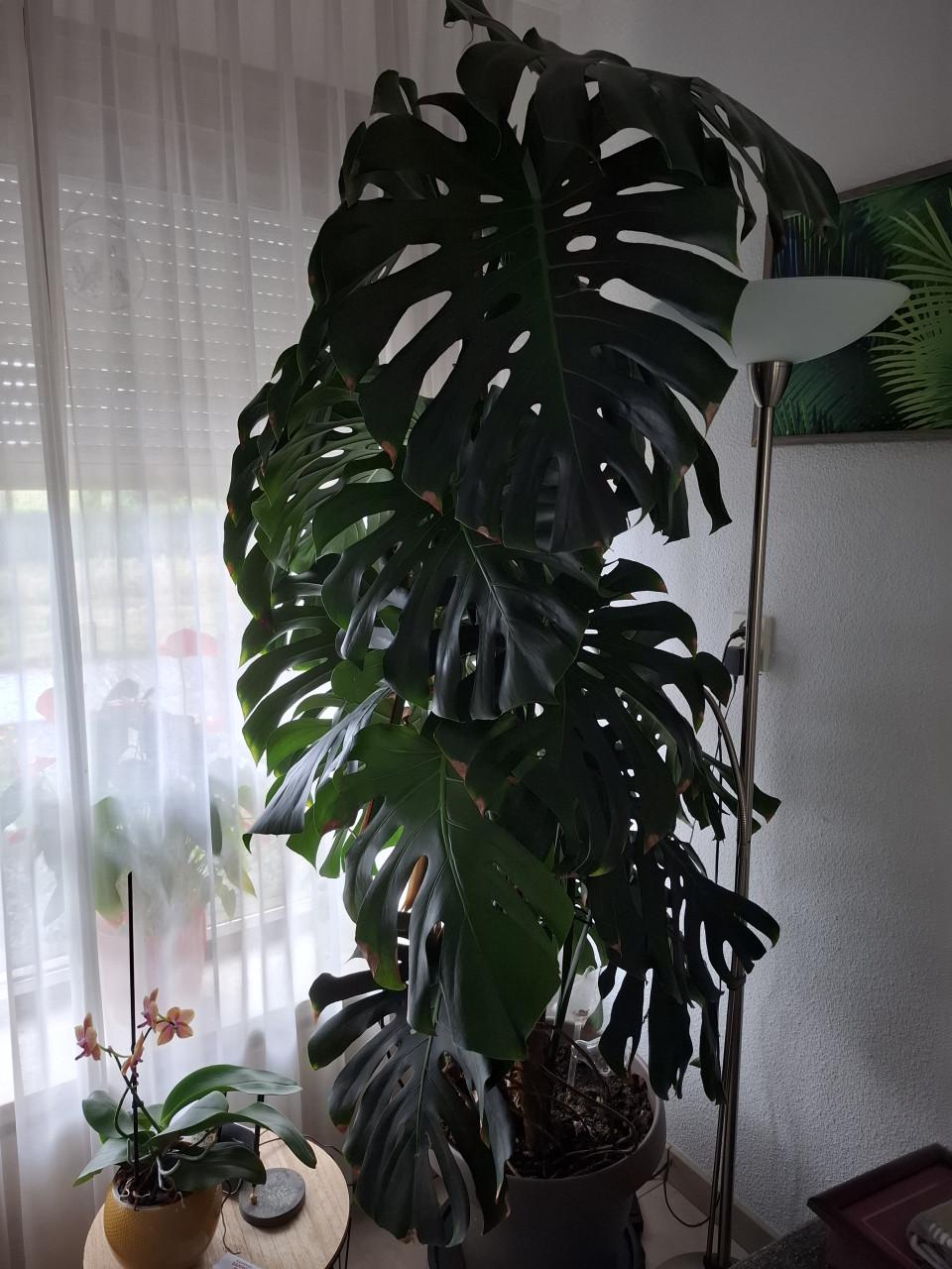 Grote monstera gatenplant