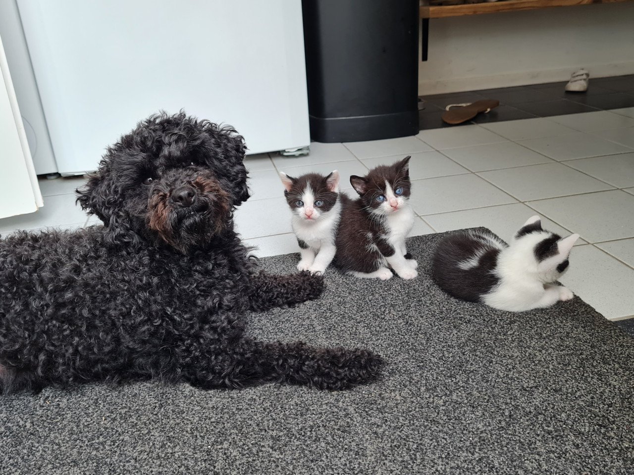 Toypoedel pups