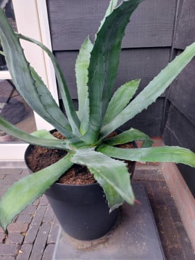 Aloë Vera plant