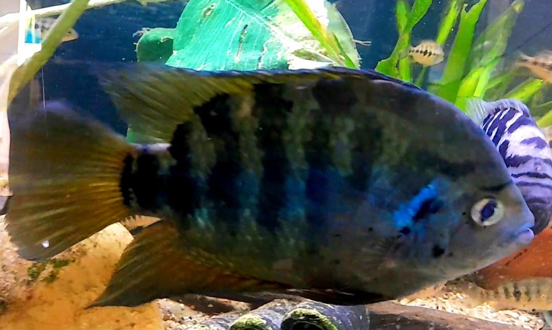 Aquariumvissen kweektrio