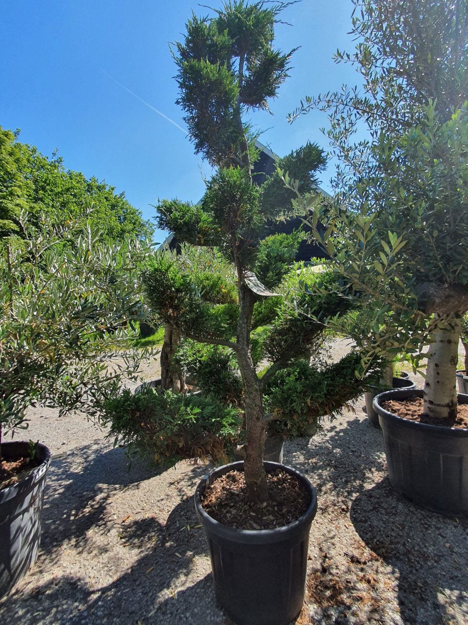 Planten