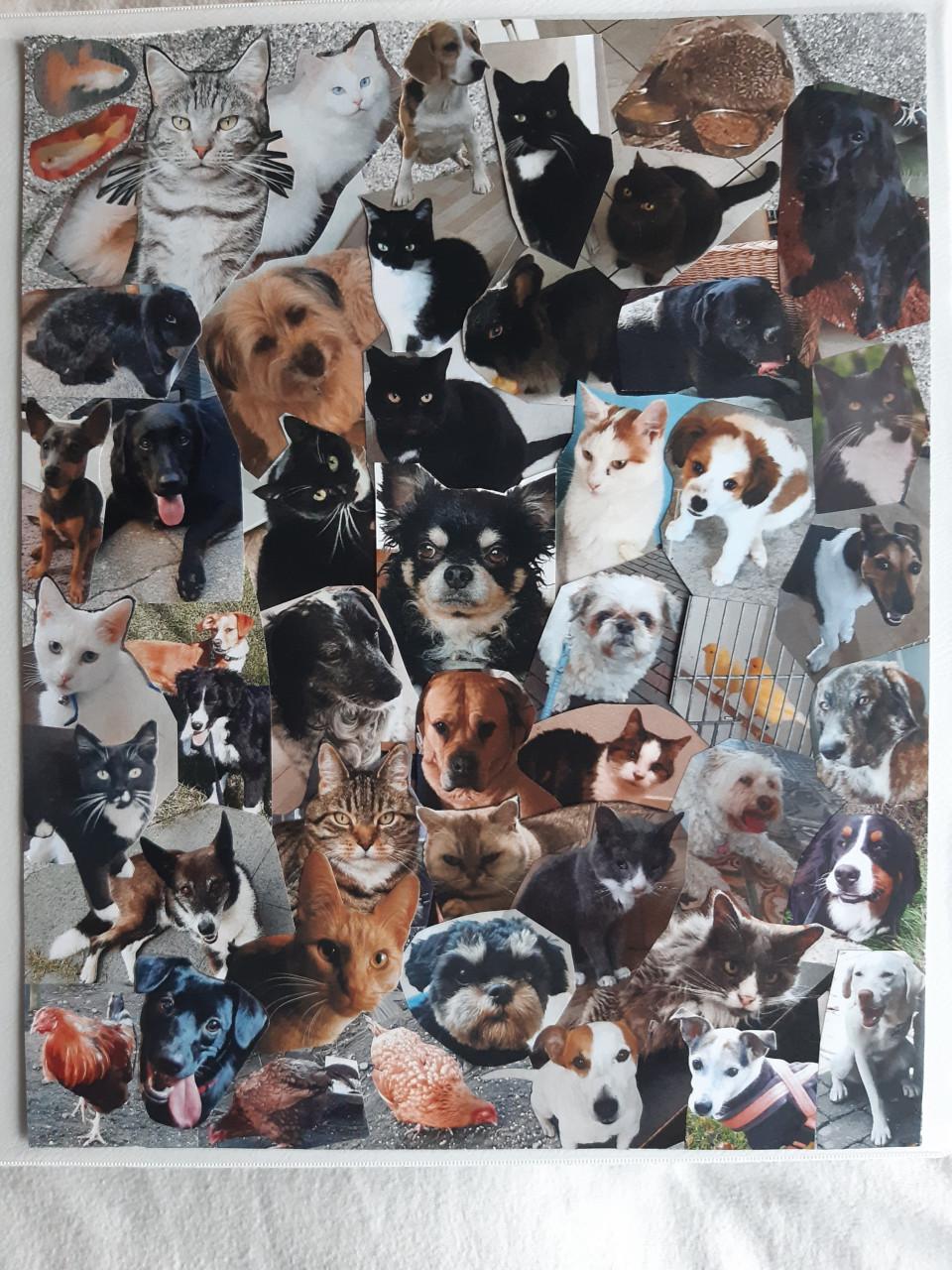 Dieren Oppas / Uitlaat / Verzorg Service