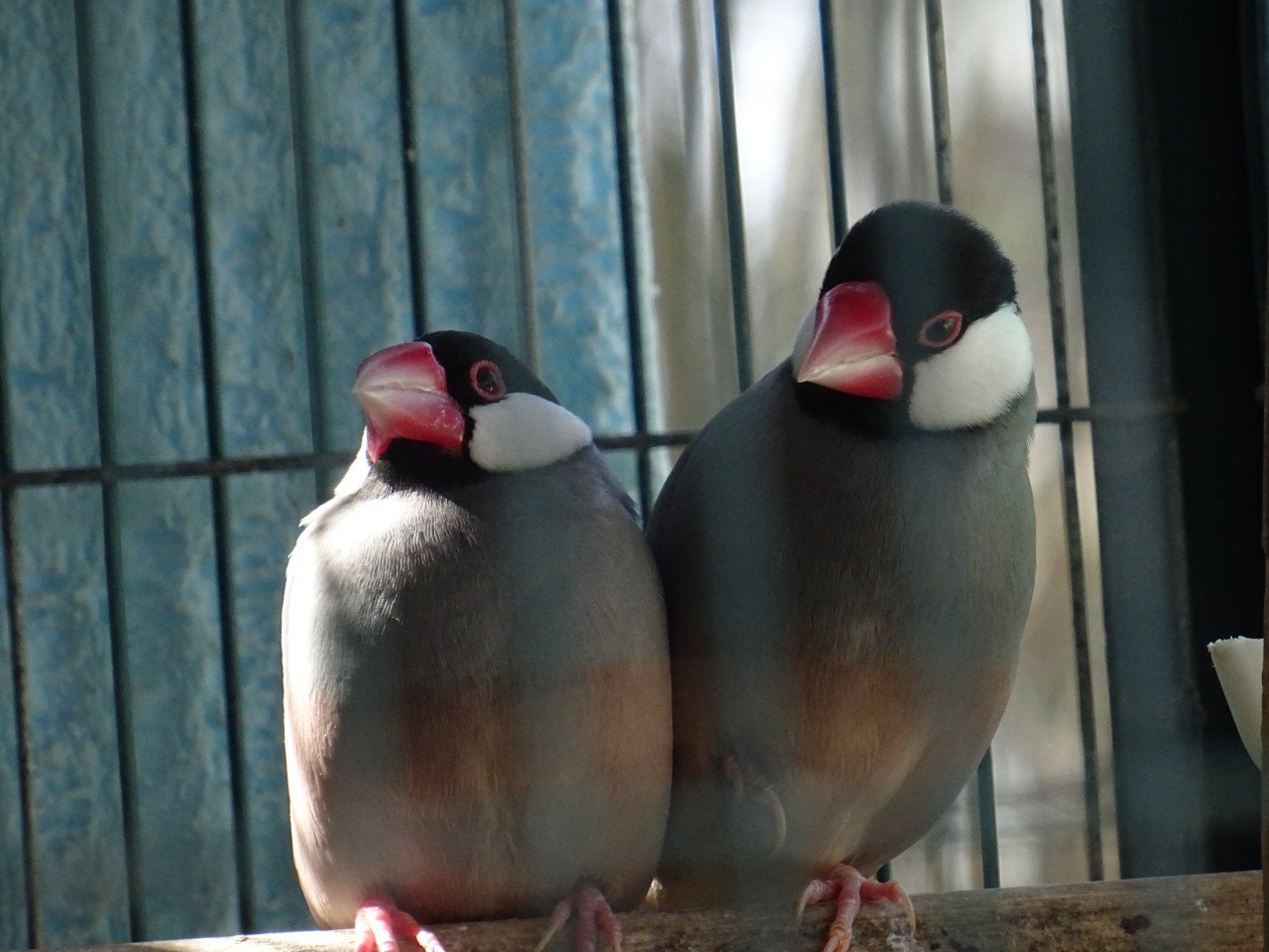 Te koop jonge rijstvogels nog niet op kleur.    OOK POP RIJSTVOGEL MOKKA !!
