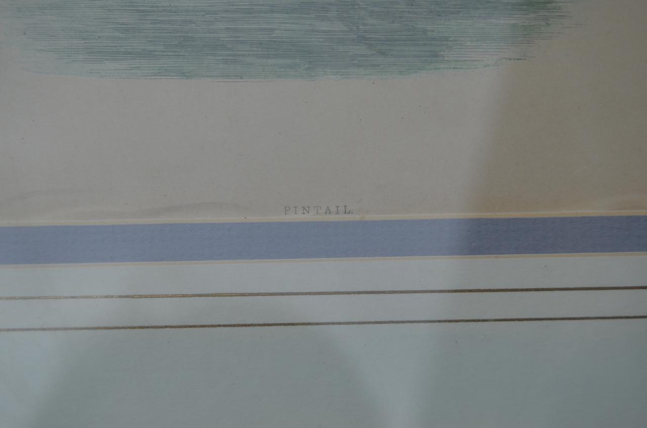 Fraaie handgekleurde litho 'Pintail' (Pijlstaart) 1868