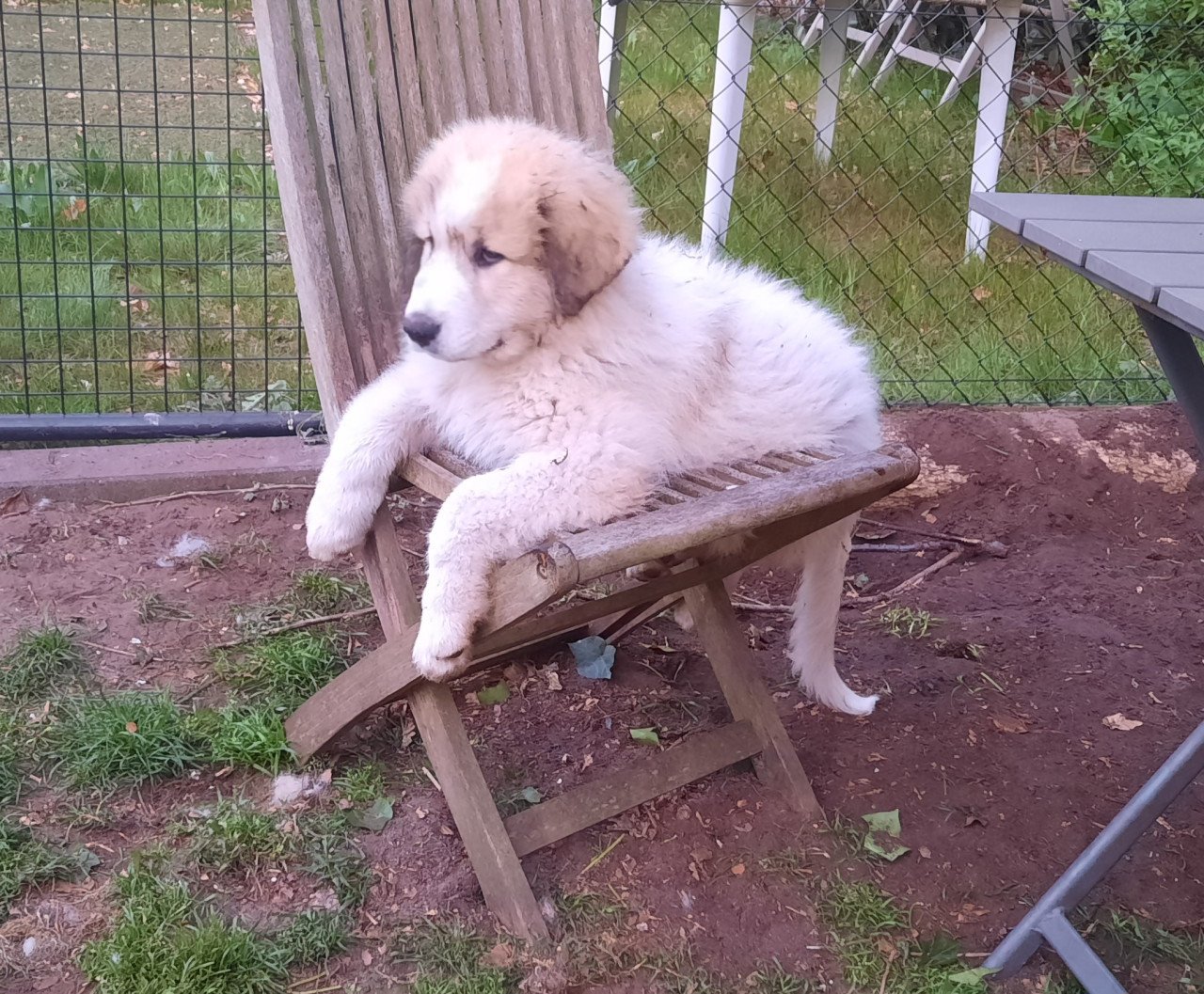 Pyreneese Berghond pup