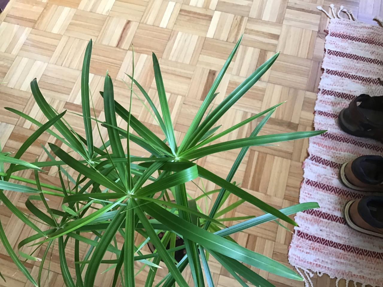 Parapluplant /waterplant