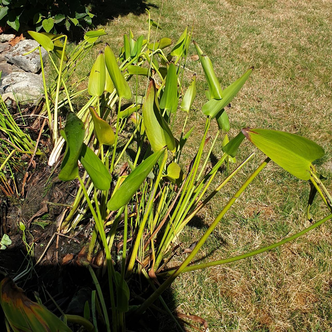 Vijver planten Gratis meememen