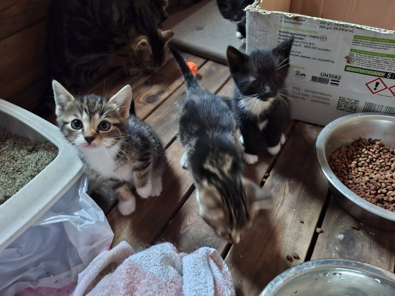 Kittens