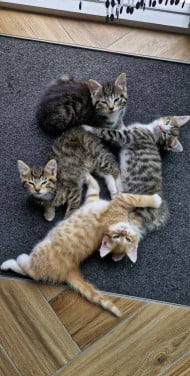 4 Kittens te koop.
