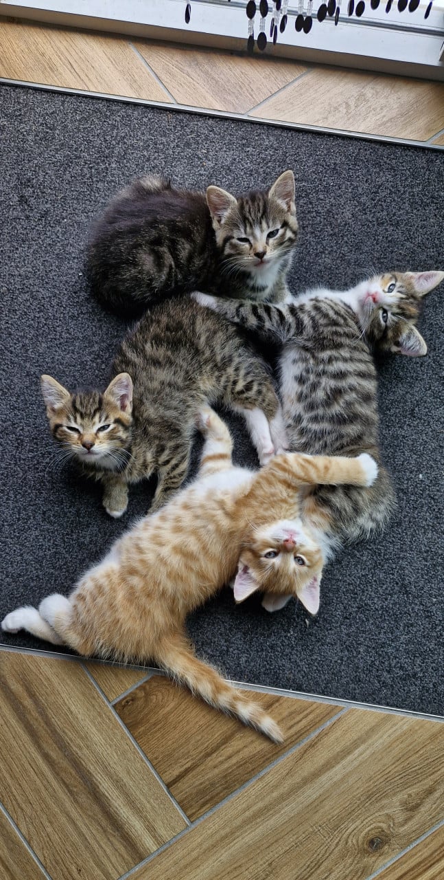 4 Kittens te koop.
