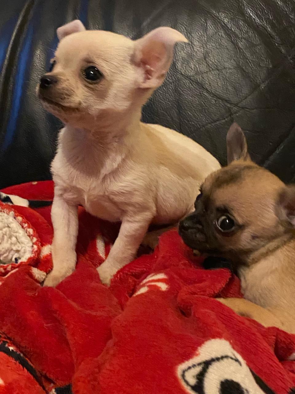 Chihuahua reutje 8 weken