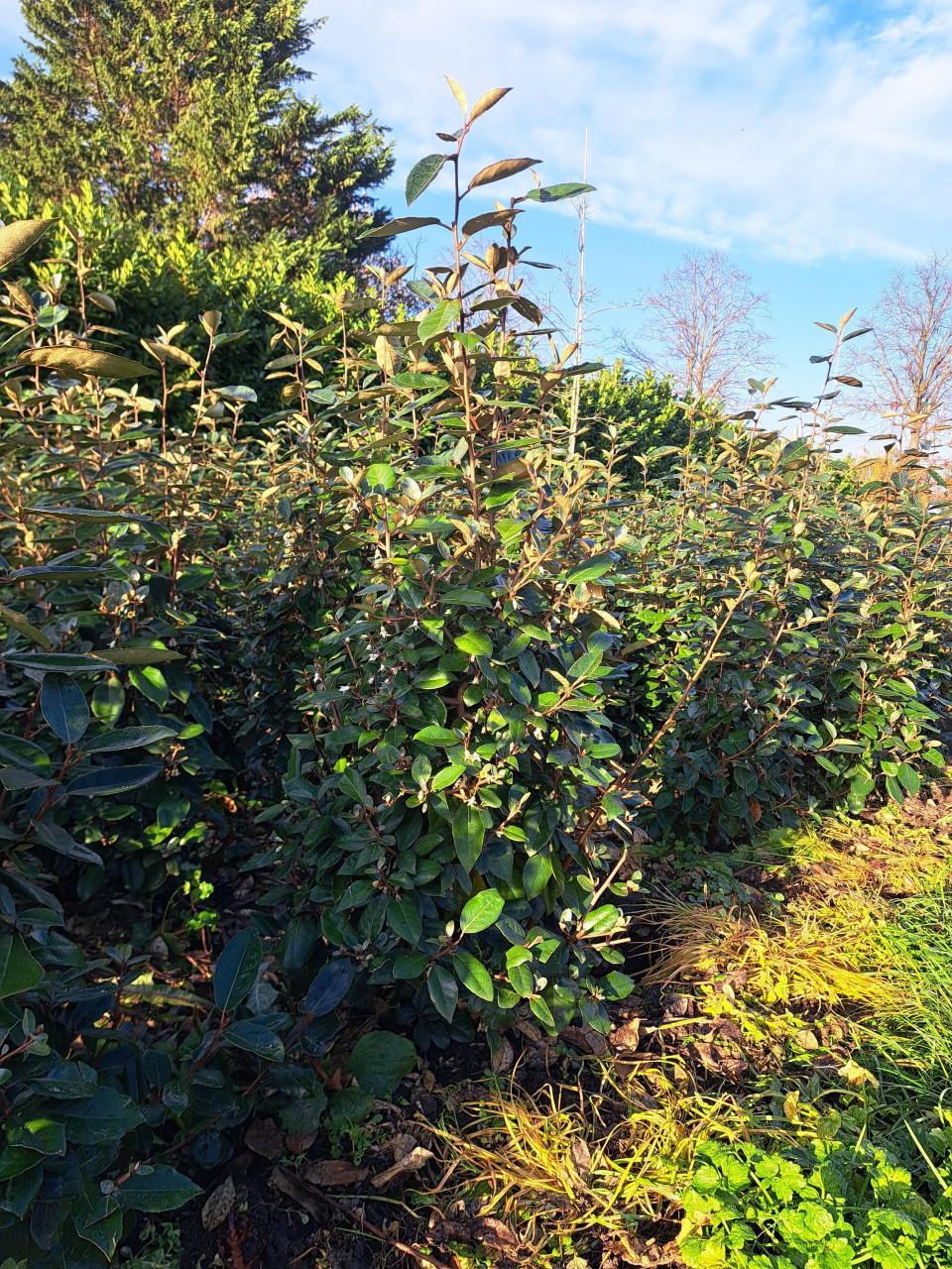 Olijfwilg (Elaeagnus)