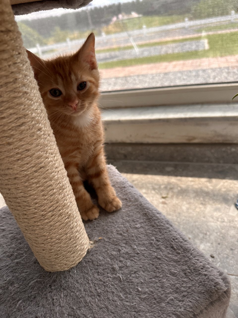 Kittens te koop