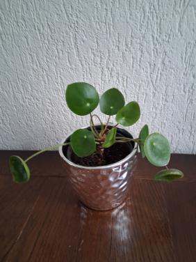 Plantje in pot.