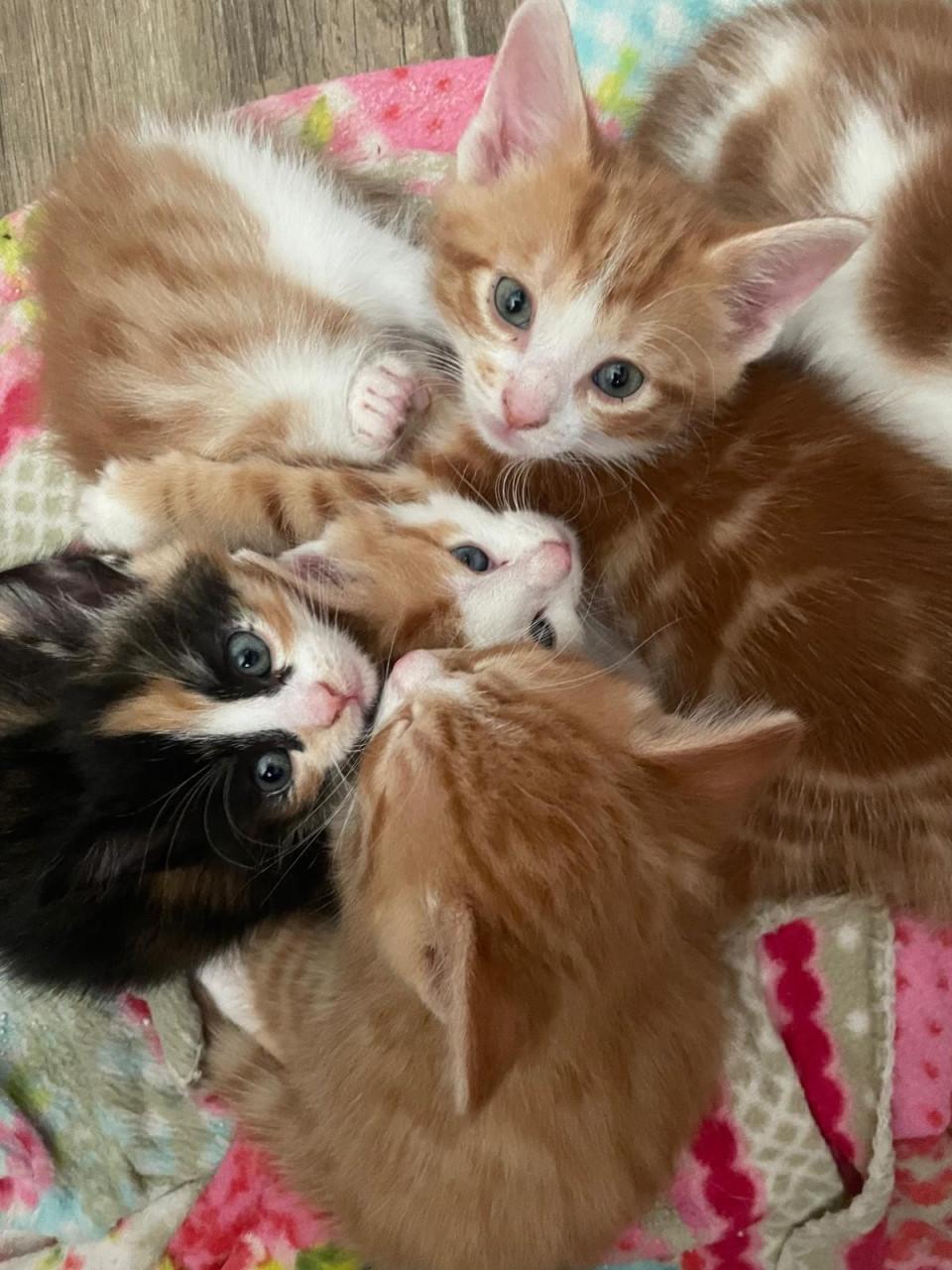 Kittens