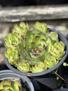 Vetplanten