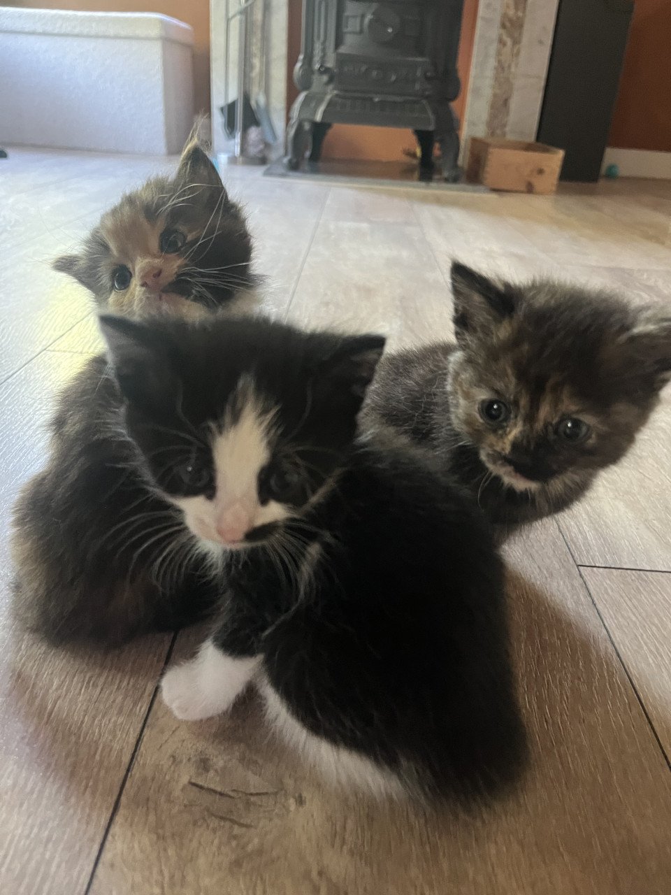 Kitten