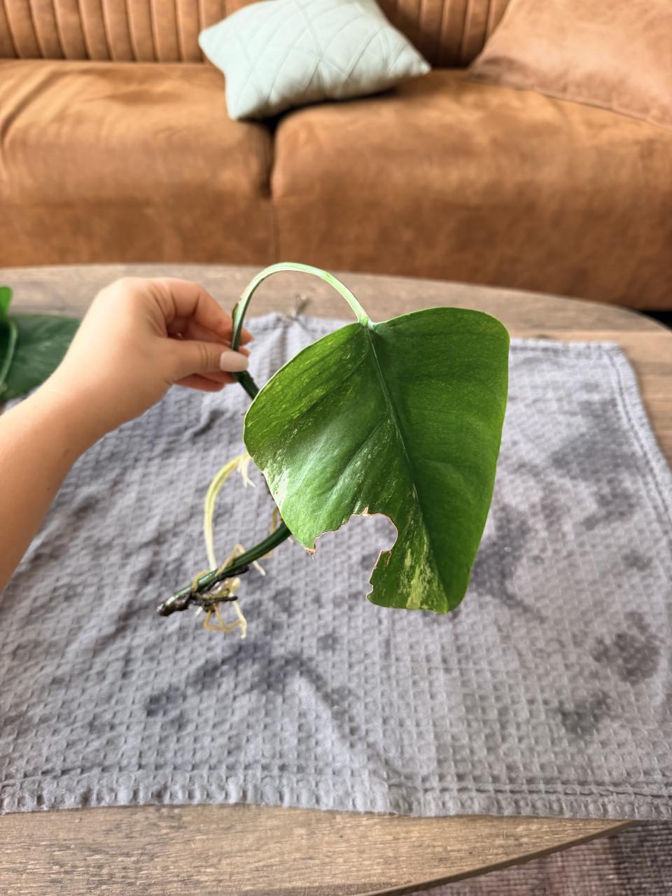 Monstera Deliciosa Variegata stekjes goed geworteld