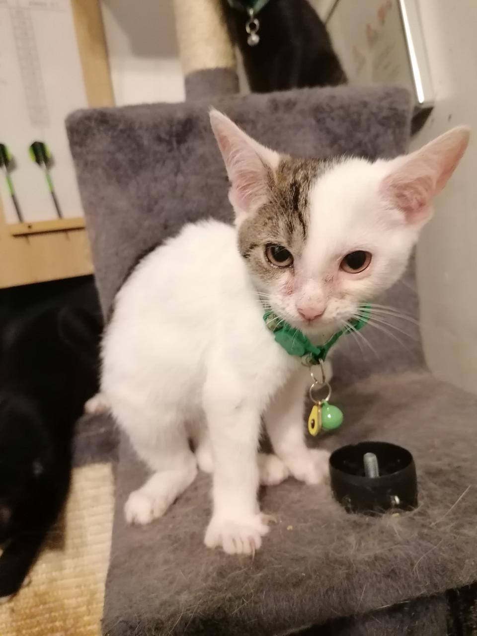 Kittens 12wkn oud