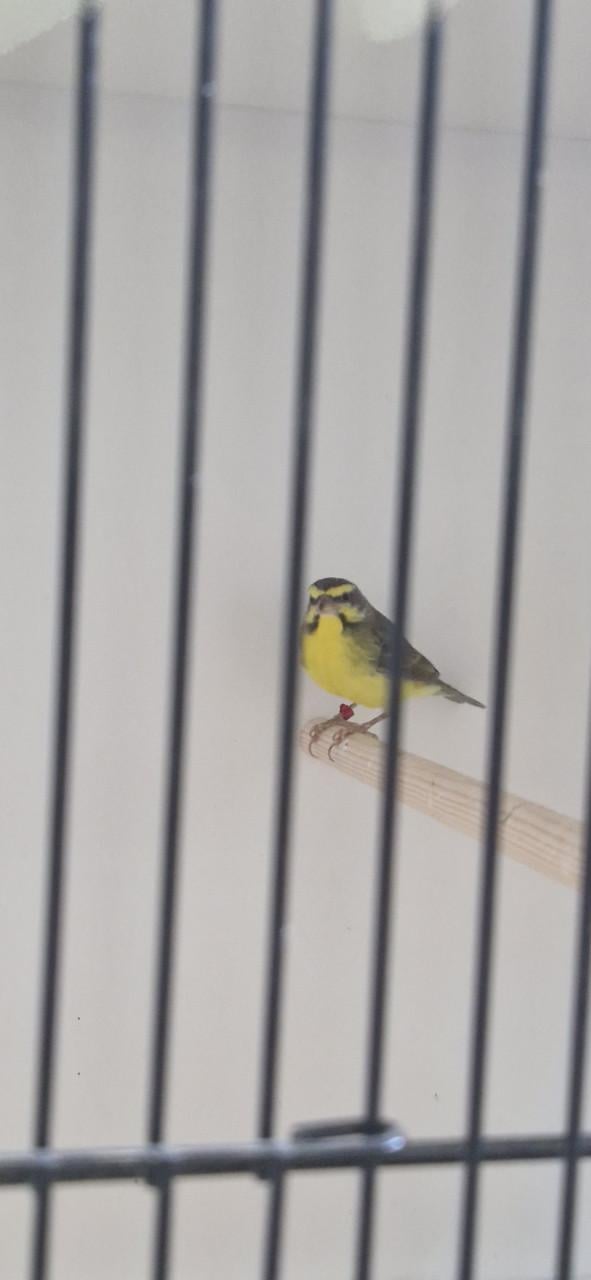 Mooie Mozambiquesijs