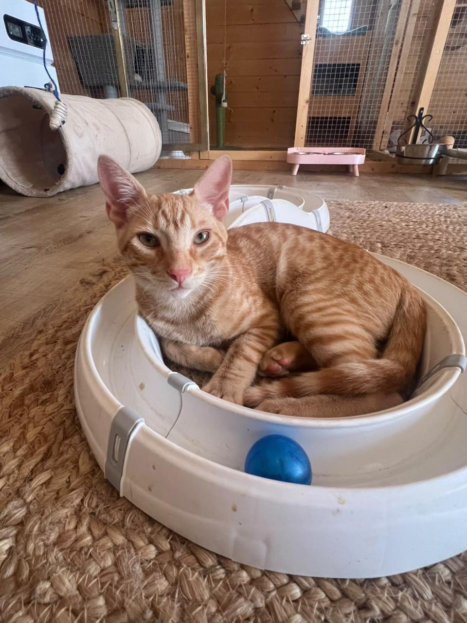 Deze hele lieve kitten broertjes zoeken hun gouden mandje!
