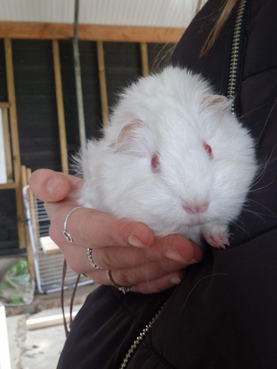 Speciale kleurtjes baby cavia’s!!