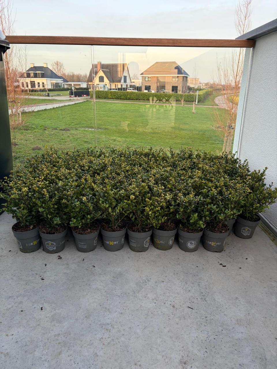 Ilex crenata dark green 15-20 cm (49 stuks)