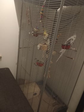 2 Valkparkieten met kooi