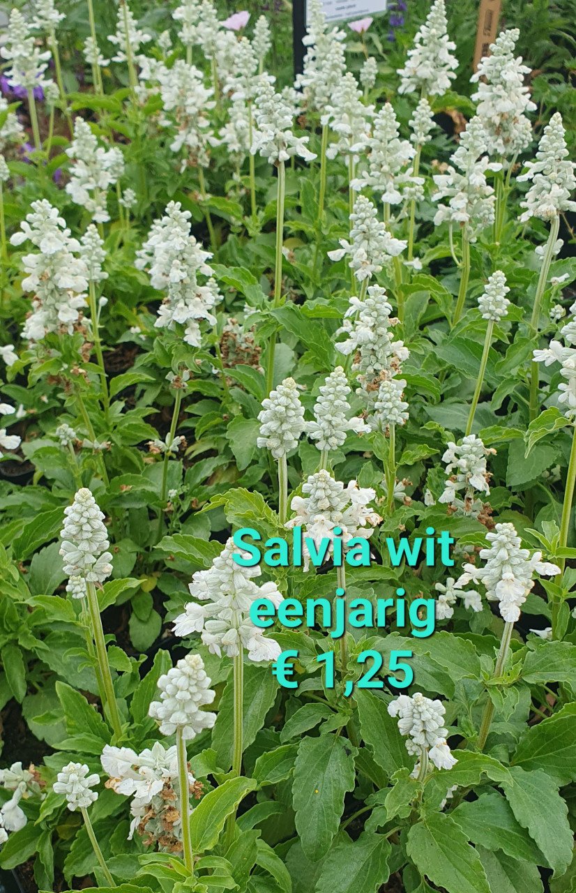 TUINPLANTEN leuke prijzen!