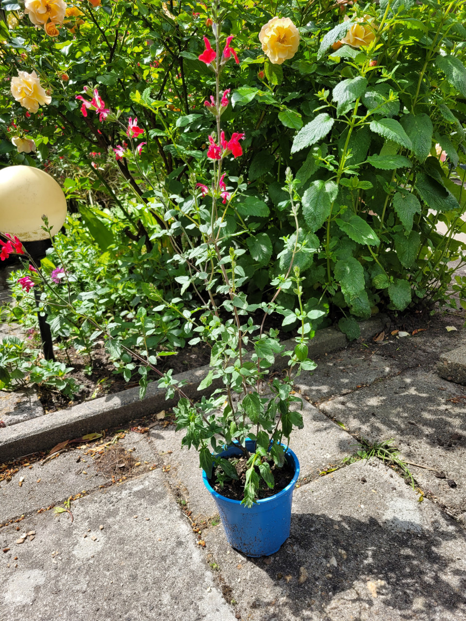 Planten